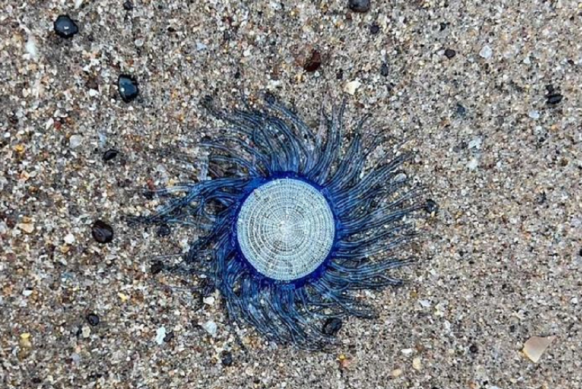 πλάσμα μέδουσα