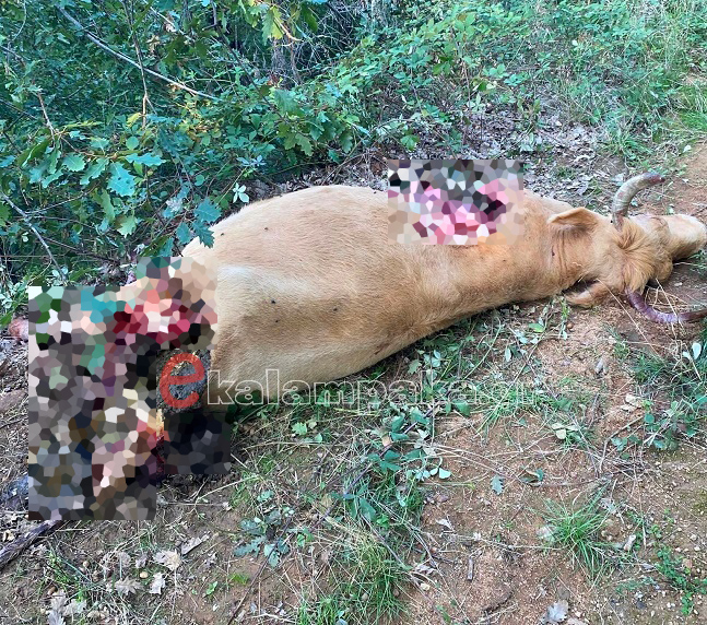 Μετέωρα Αγελάδα Αρκούδα