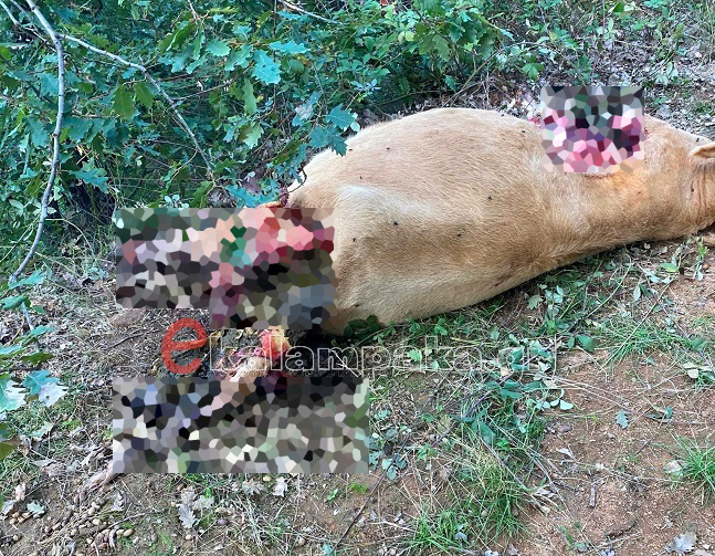 Μετέωρα Αγελάδα Αρκούδα