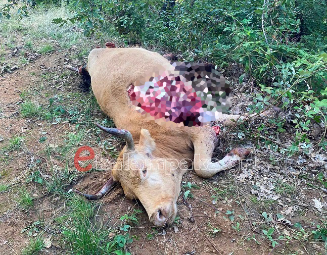 Μετέωρα Αγελάδα Αρκούδα