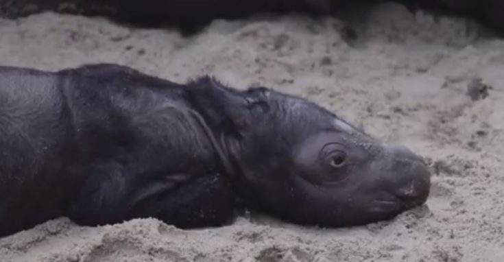 μικρός ρινόκερος