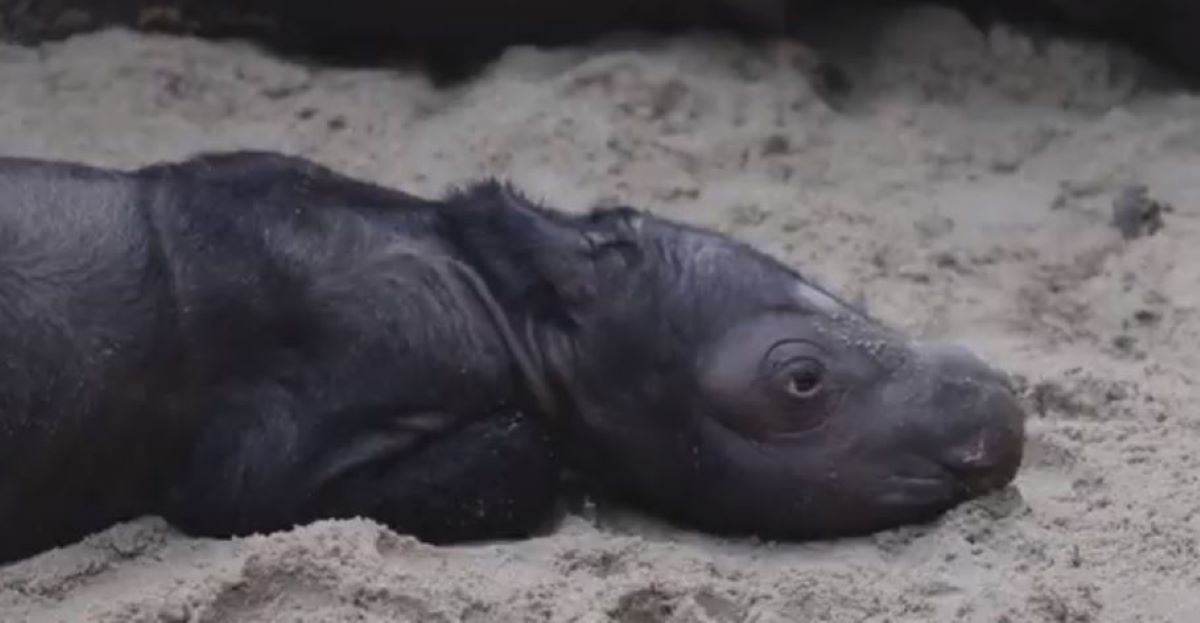 μικρός ρινόκερος