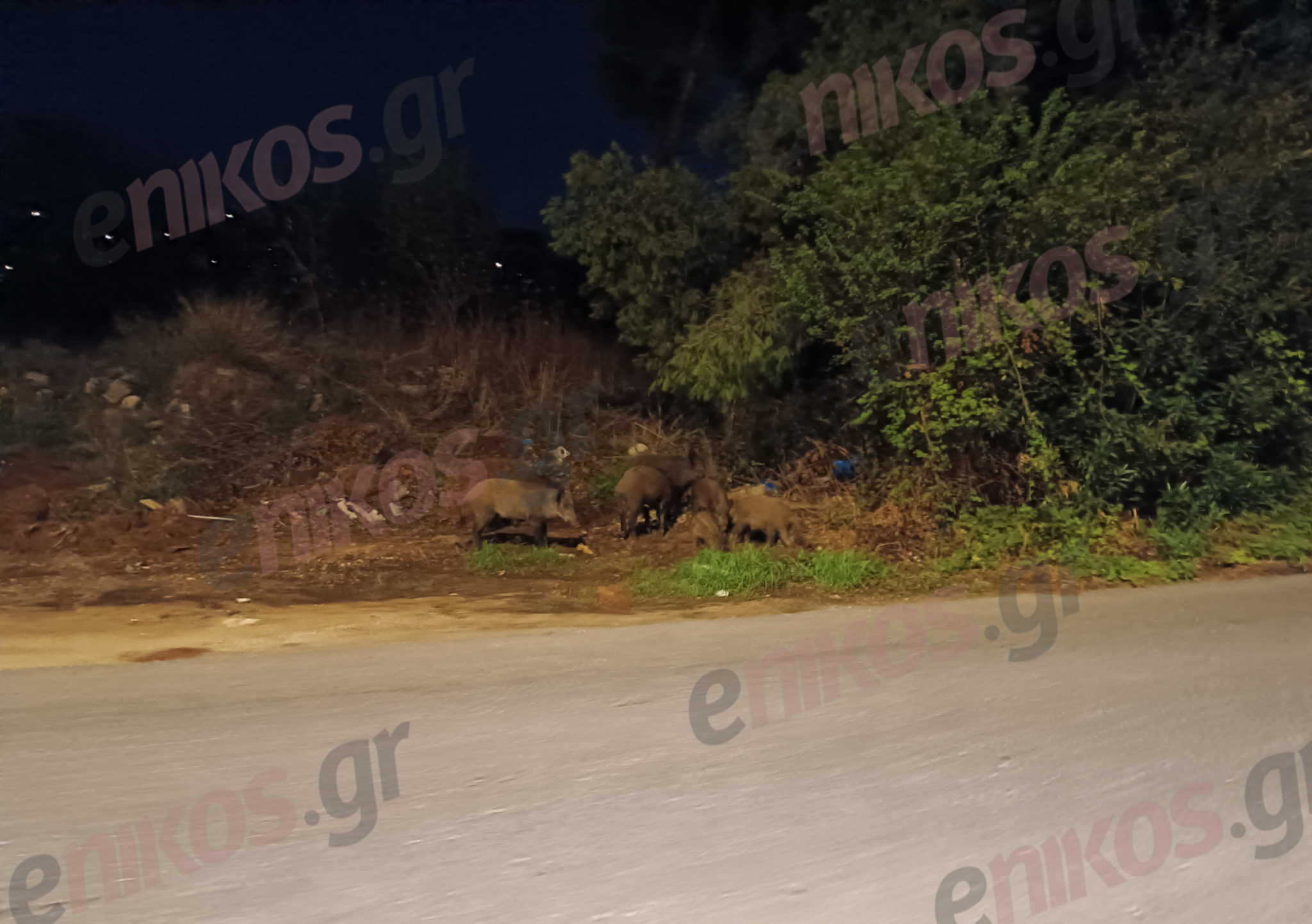 Αγριογούρουνα Νέα Ερυθραία