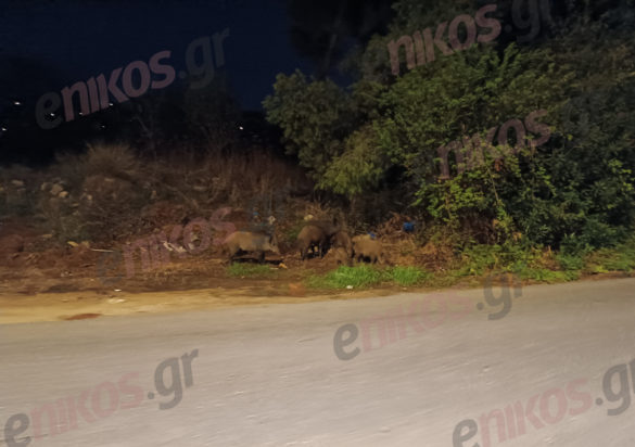 Αγριογούρουνα Νέα Ερυθραία