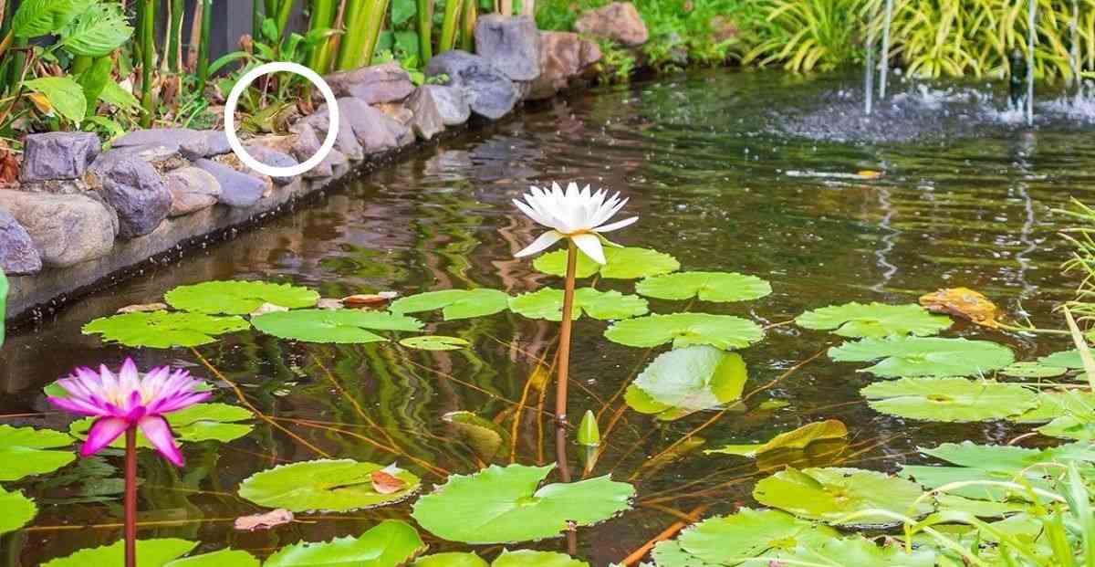 οπτική ψευδαίσθηση