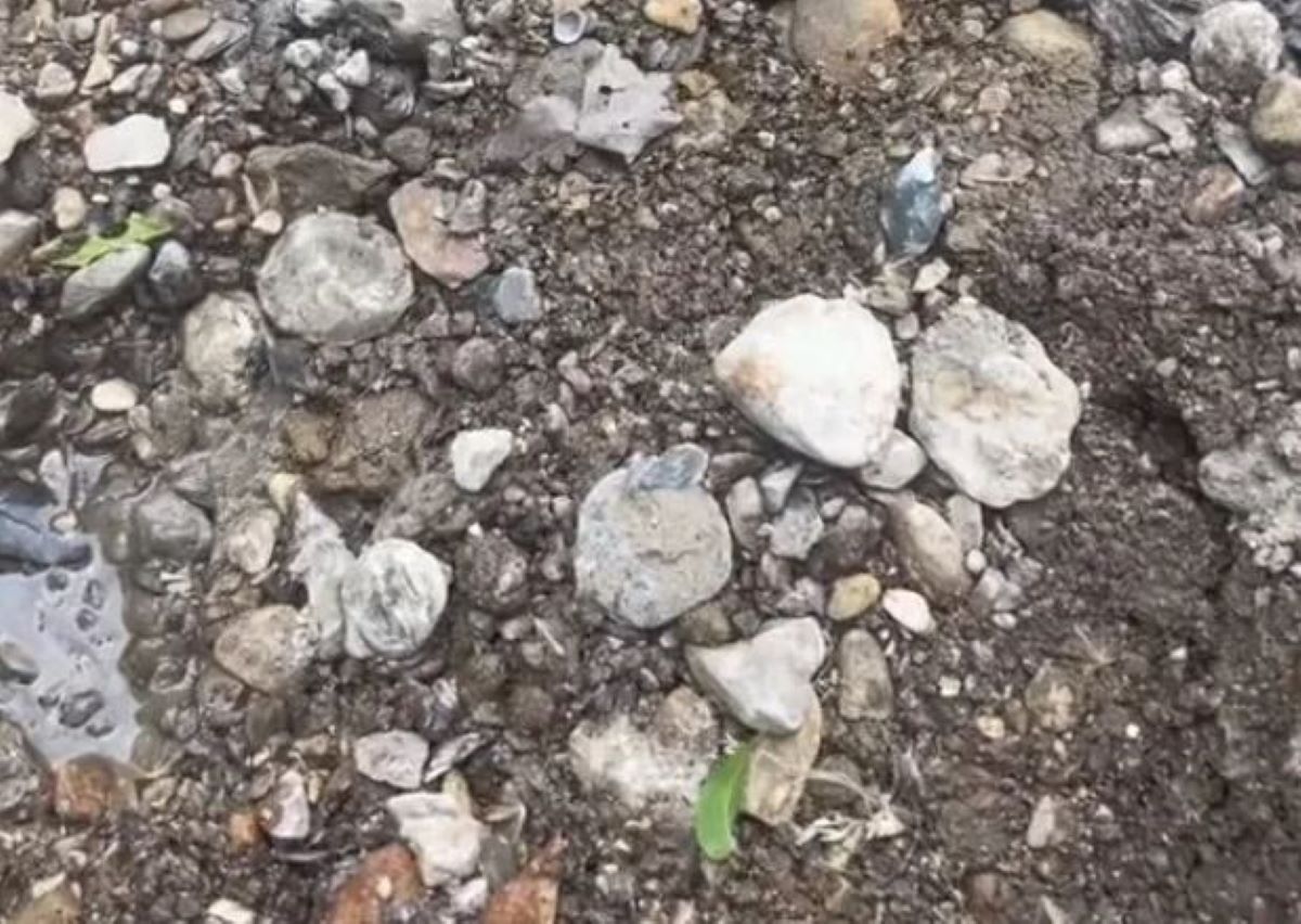 Οπτική ψευδαίσθηση: Μπορείτε να βρείτε τον βάτραχο που κρύβεται στα βράχια σε λιγότερο από 15 δευτερόλεπτα;