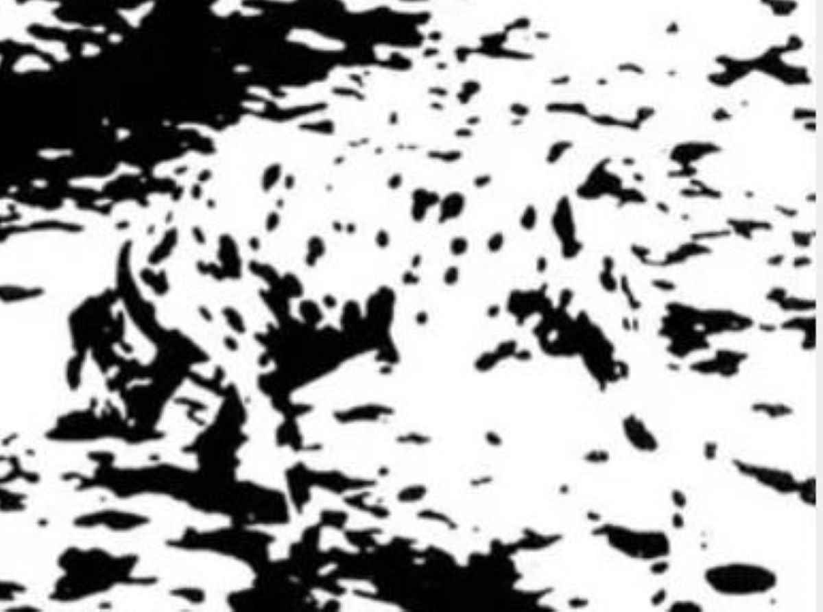 Οπτική ψευδαίσθηση: Μπορείτε να εντοπίσετε τον σκύλο σε 5 δευτερόλεπτα;