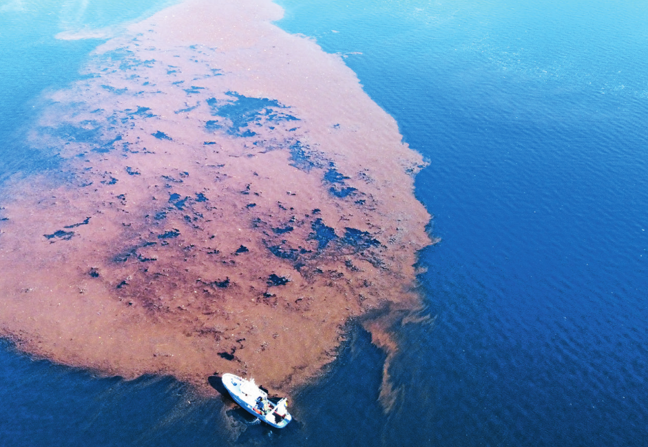 Μαγνησία: Νησίδες ρύπανσης στον Παγασητικό – Σήμα κινδύνου από τους επιστήμονες