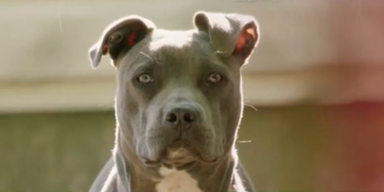 Αρτέμιδα: «Έκανε τον λιπόθυμο για να φύγει το πίτμπουλ, του τρύπησε το κρανίο» λένε οι γονείς του 11χρονου