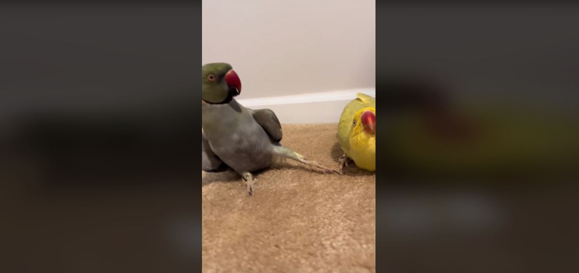 Παπαγάλος με… μάστερ στο φλερτ – Απολαυστικό βίντεο