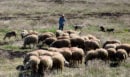 Ρέθυμνο: Δήλωσαν χιλιάδες ανύπαρκτα αιγοπρόβατα για τις επιδοτήσεις – «Βόσκουν στα βουνά» είπαν στους αστυνομικούς
