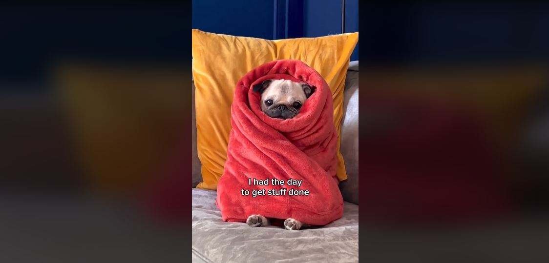 Το τεμπέλικο Pug είναι το απόλυτο mood του Σαββατοκύριακου (βίντεο)