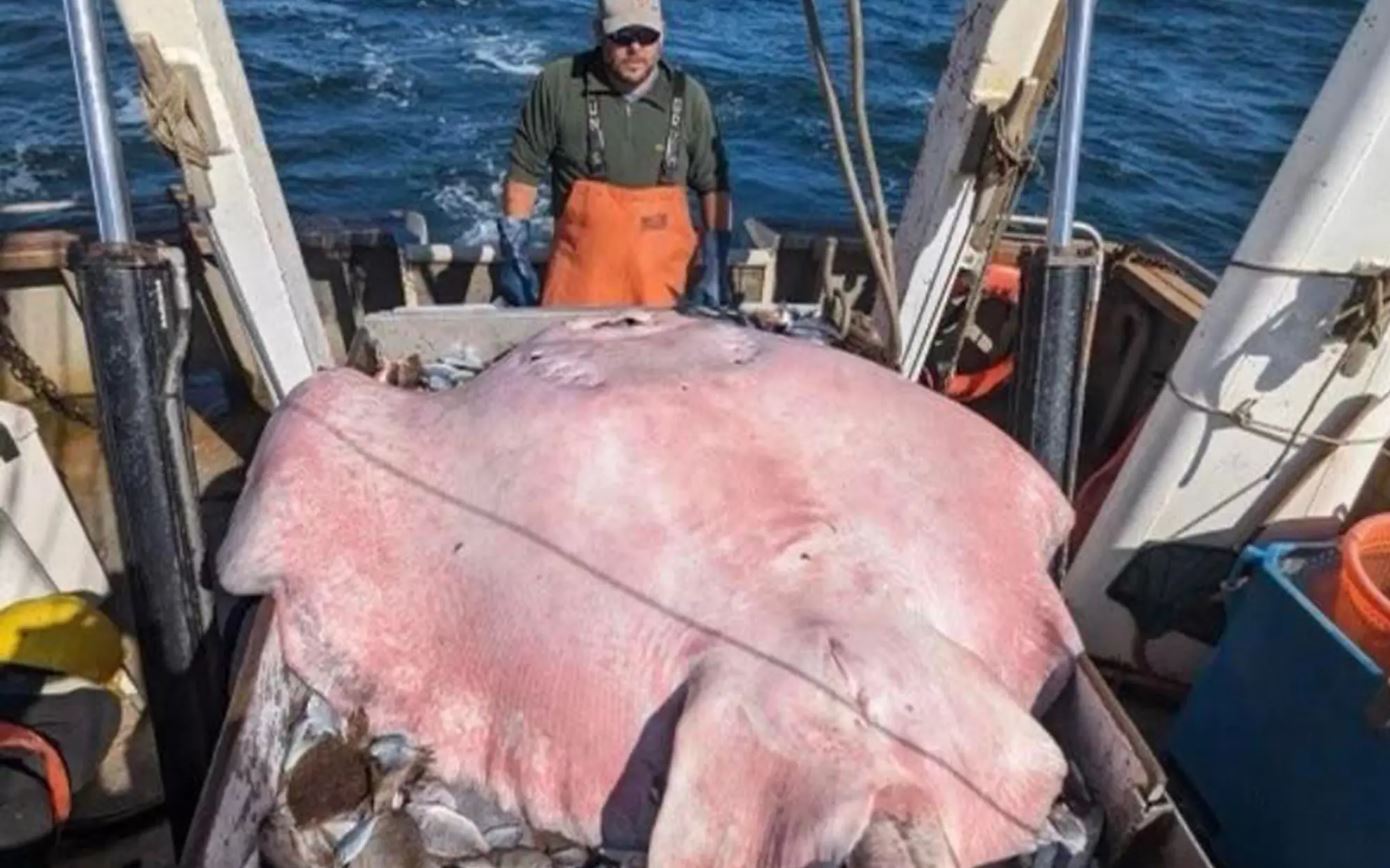 Έπιασαν σαλάχι 181 κιλών – Το απελευθέρωσαν στη θάλασσα