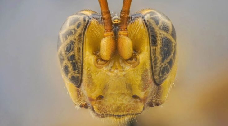 σφήκα βαμπίρ