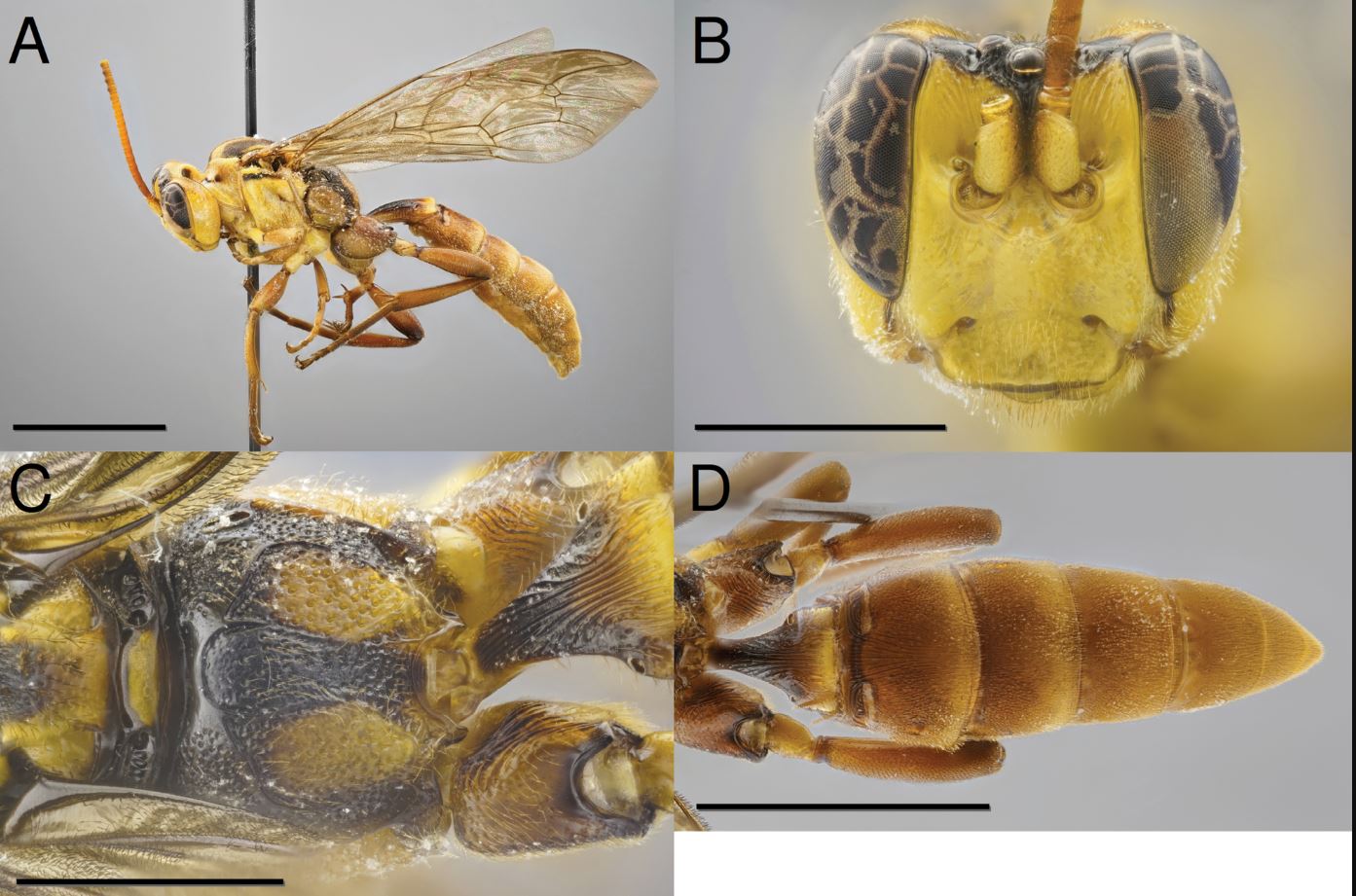 σφήκα βαμπίρ