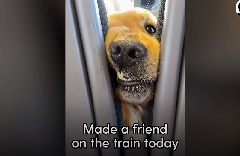 Ο σκύλος που επιμένει να χαιρετά αγνώστους στις βόλτες του με το τρένο (Βίντεο)