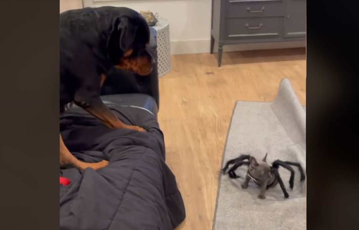 Η ξεκαρδιστική αντίδραση ενός Ροτβάιλερ όταν βλέπει κουτάβι ντυμένο αράχνη (βίντεο)