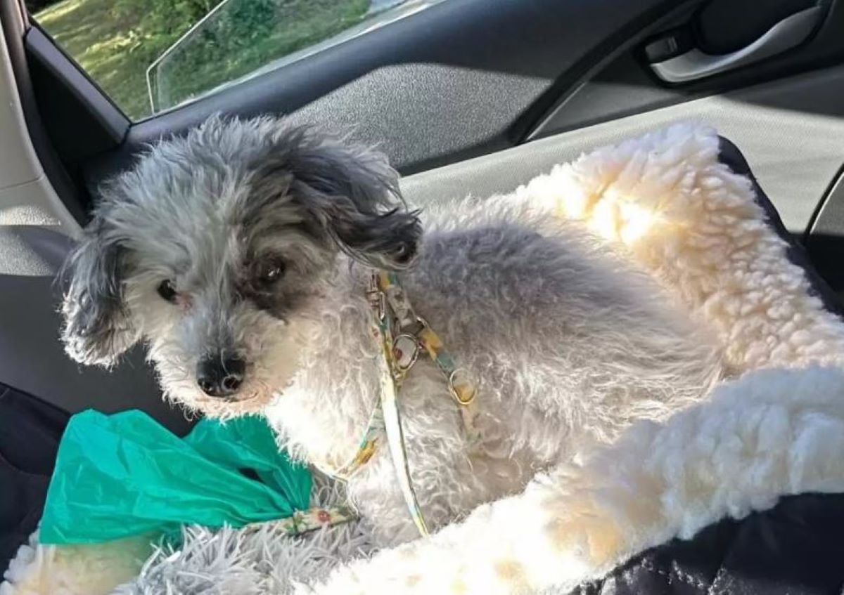 Η συγκινητική ιστορία σκύλου που εγκαταλείφθηκε σε καταφύγιο έπειτα από 16 χρόνια