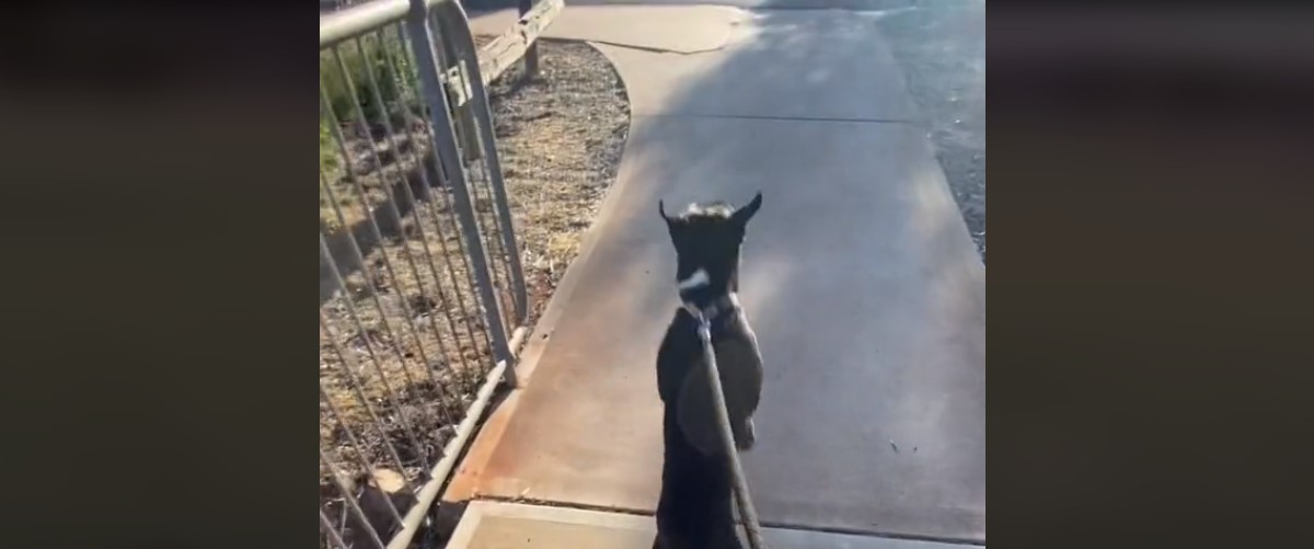 Ξεκαρδιστικό βίντεο – Αυτός ο σκύλος νομίζει ότι είναι καγκουρό