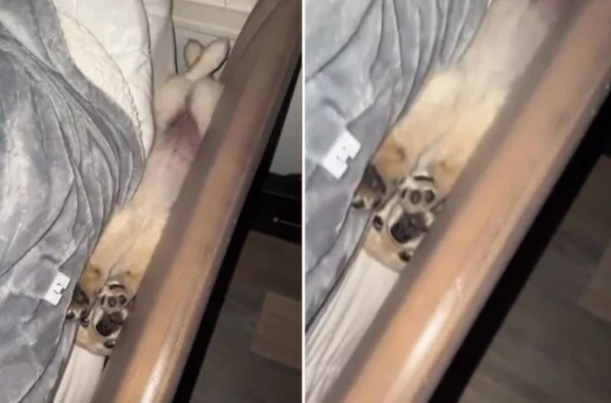 Ξεκαρδιστικό βίντεο με σκύλο να ξυπνάει ξημερώματα την ιδιοκτήτριά του – Είχε «κολλήσει» σε ένα περίεργο σημείο