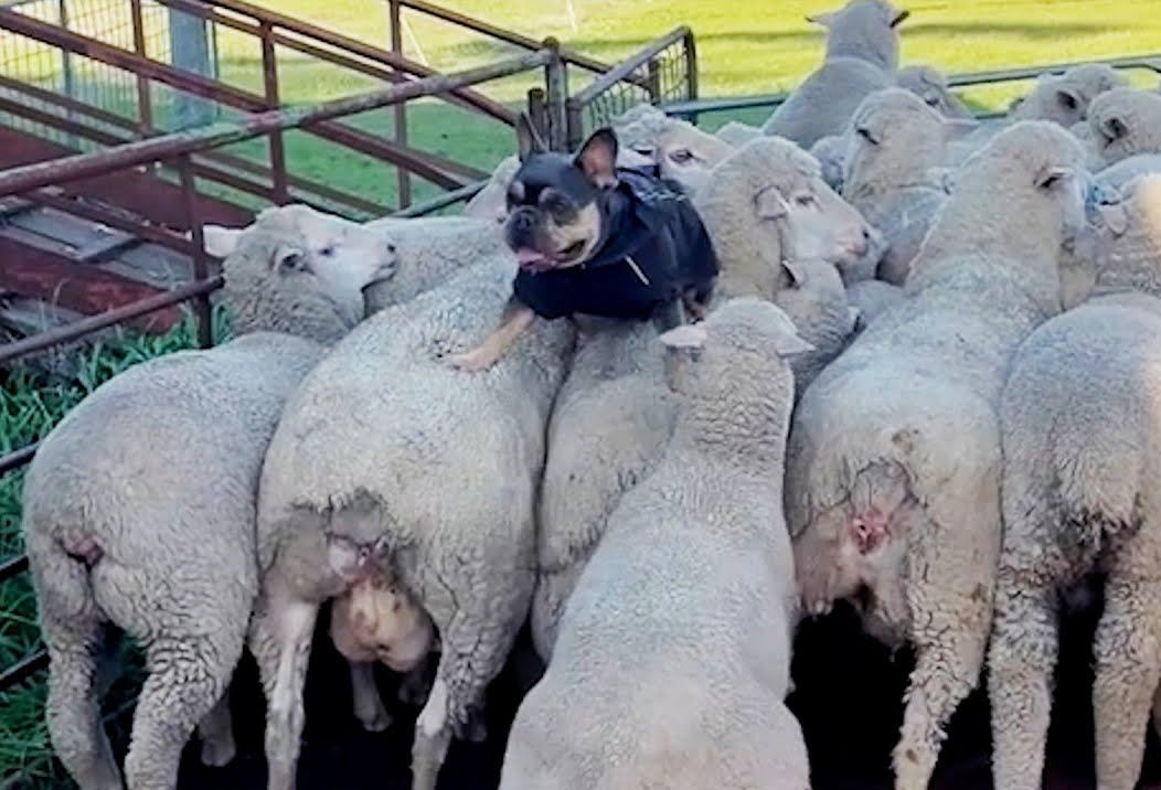 Ένα γαλλικό μπουλντόγκ πιστεύει… πως είναι τσοπανόσκυλο – Ξεκαρδιστικό βίντεο