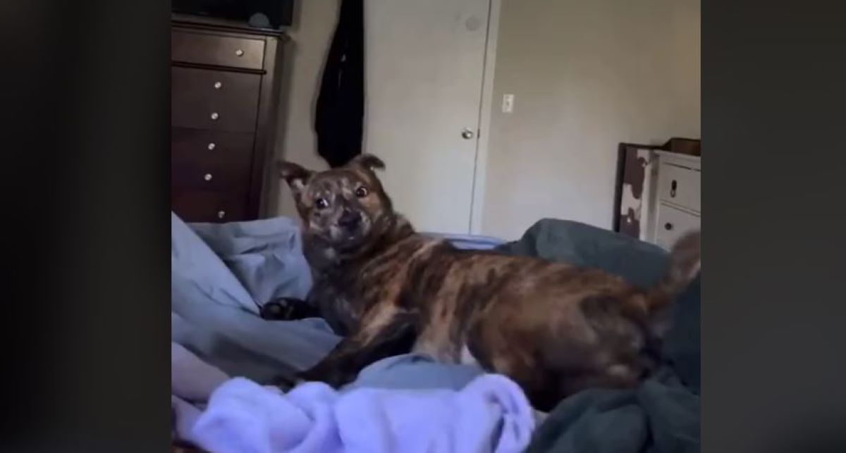 Σκύλος παραπονιέται επειδή δεν ξυπνάει κανείς νωρίς – Ξεκαρδιστικό βίντεο