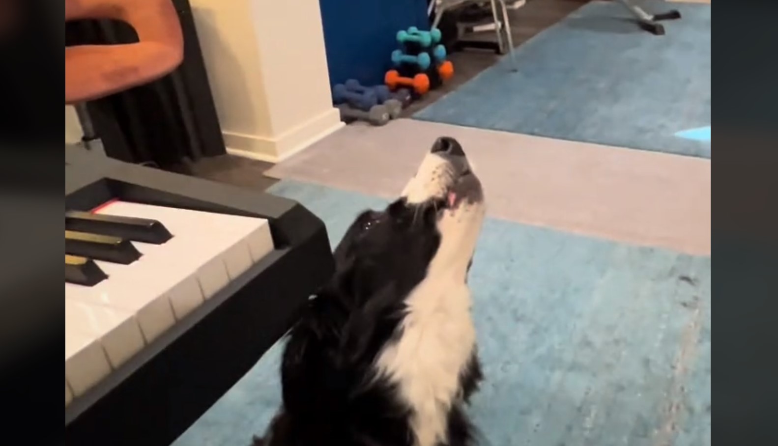 Σκύλος το έριξε στο τραγούδι με την συνοδεία πιάνου – Ξεκαρδιστικό βίντεο
