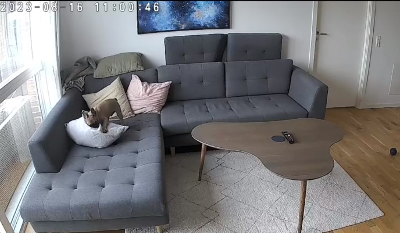 Ξεκαρδιστικό βίντεο – Οι σκανταλιές ενός σκύλου όταν λείπουν όλοι από το σπίτι