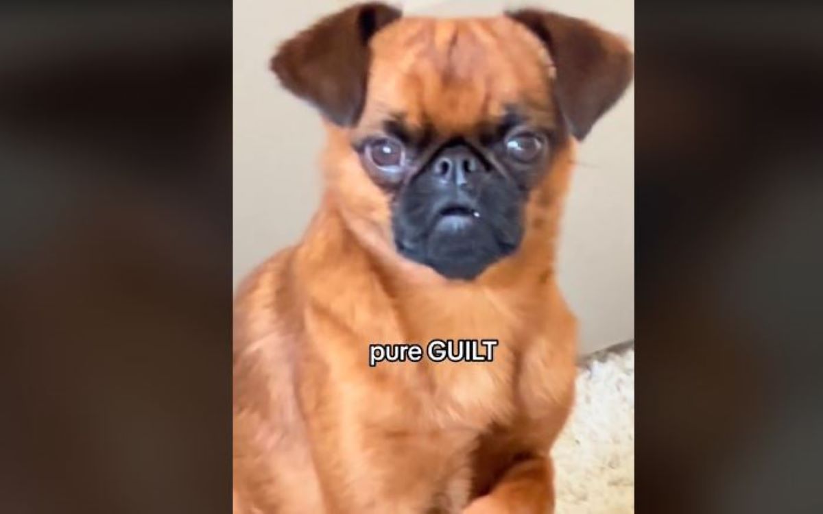 «Ένοχος» σκύλος αρνείται να παραδώσει αυτό που έκλεψε – Ξεκαρδιστικό βίντεο