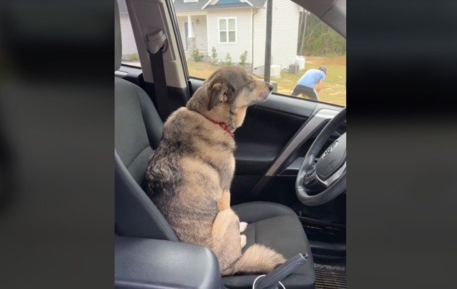 σκύλος βίντεο προδοσία