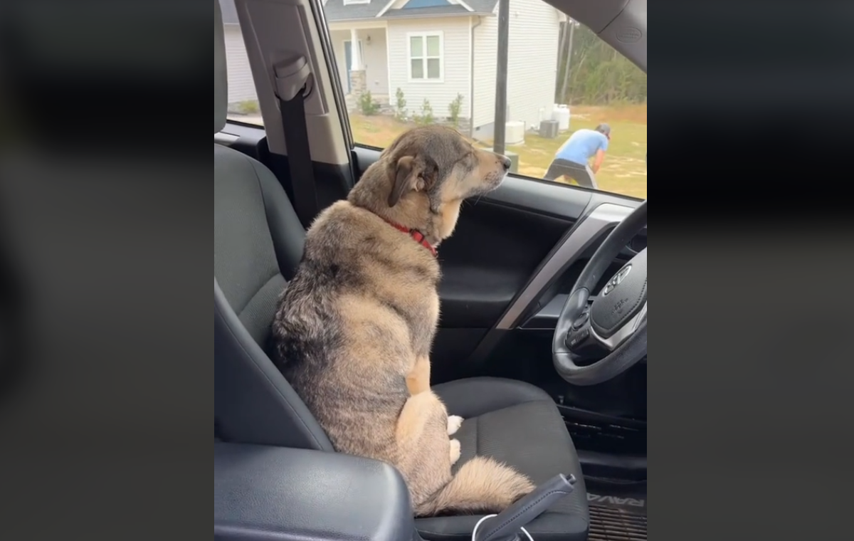 σκύλος βίντεο προδοσία