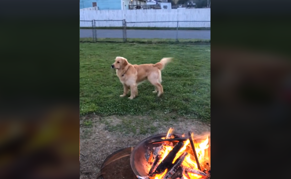 Σκύλος γίνεται δράκος και… βγάζει φωτιές – Βίντεο