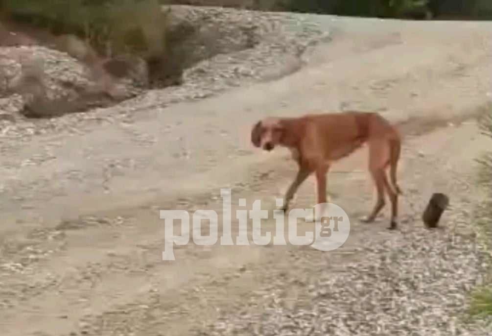 Αποτροπιασμός για την βάναυση κακοποίηση σκυλίτσας στην Χαλκιδική – Έδεσαν σύρμα στην κοιλιά της για να σέρνει τενεκεδάκι