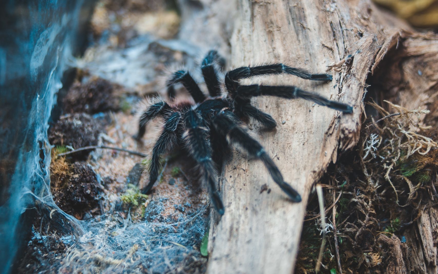 Ταραντούλες: Η περίοδος ζευγαρώματος αρχίζει καθώς οι αρσενικές οδηγούνται στον θάνατό τους