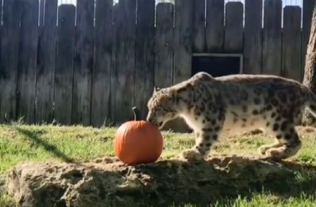 λεοπάρδαλη