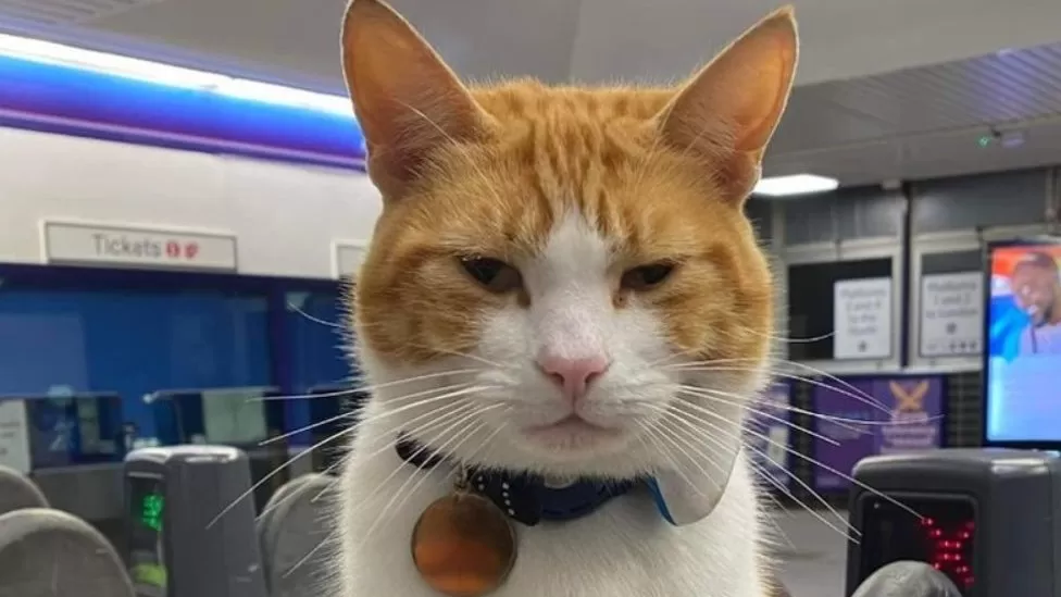 Νάλα: Η γάτα που... κόβει εισιτήρια στους επιβάτες του μετρό
