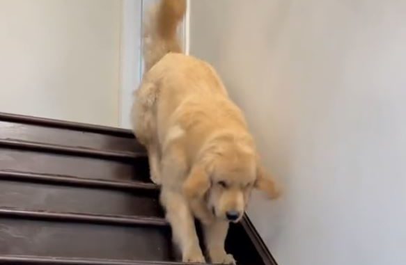 Ξεκαρδιστικό βίντεο – Σκύλος κατεβαίνει τις σκάλες σαν λαγουδάκι