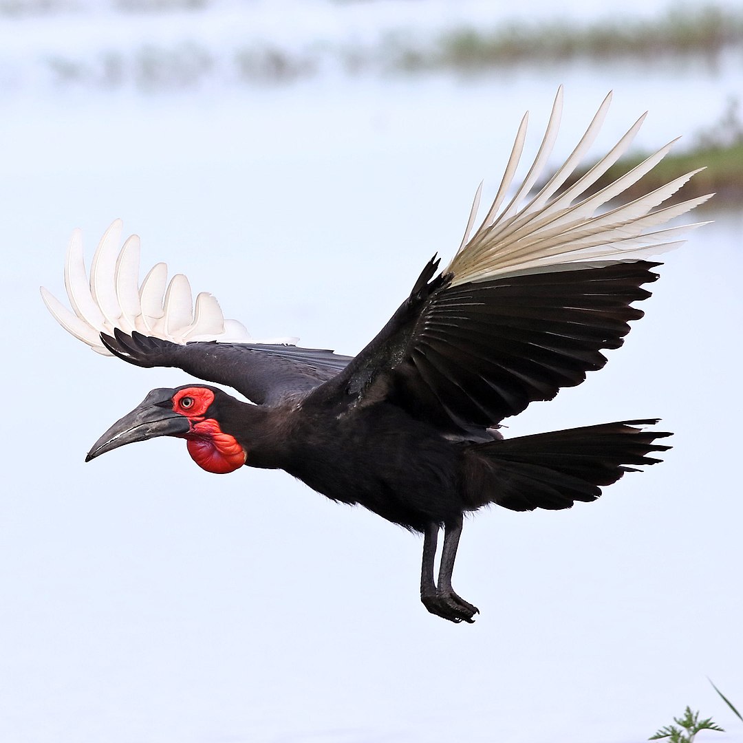 Τα 7 πλάσματα που σχετίζονται με τον θάνατο – Από τα κοράκια μέχρι τις… λιβελούλες