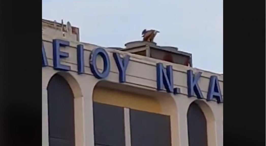 Κρήτη: Γυπαετός εγκλωβισμένος στο αεροδρόμιο Ηρακλέιου