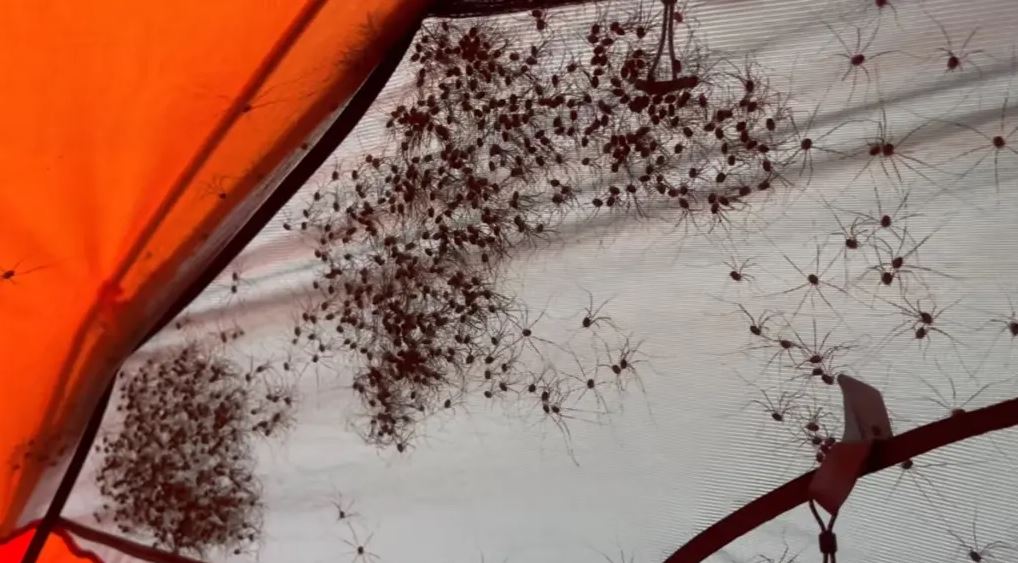Εικόνες βγαλμένες από εφιάλτη – Εκατοντάδες αράχνες πάνω σε σκηνή