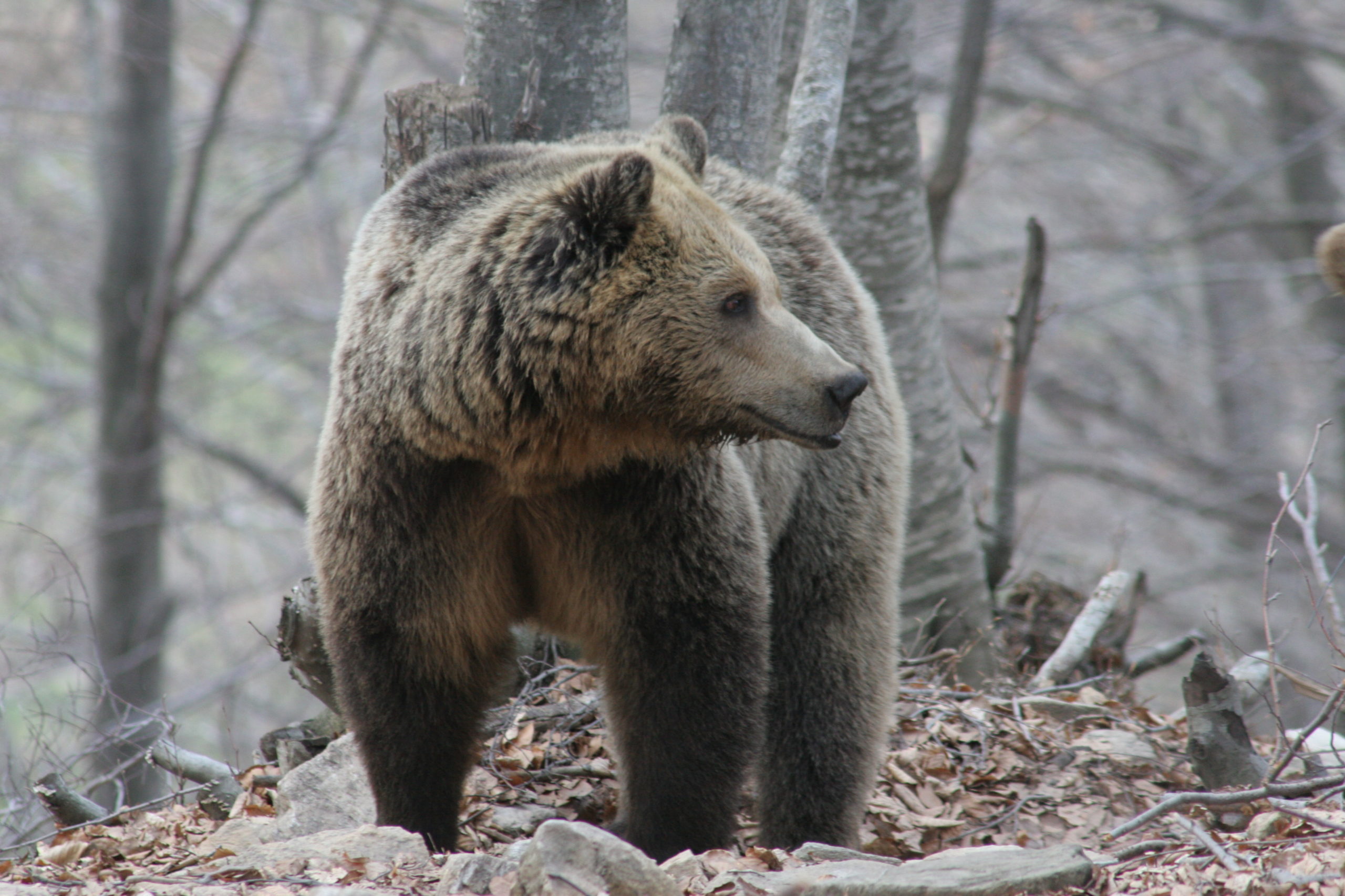 Τρίκαλα: Βοσκός «πάλεψε» με αρκούδα για να σώσει το κοπάδι του