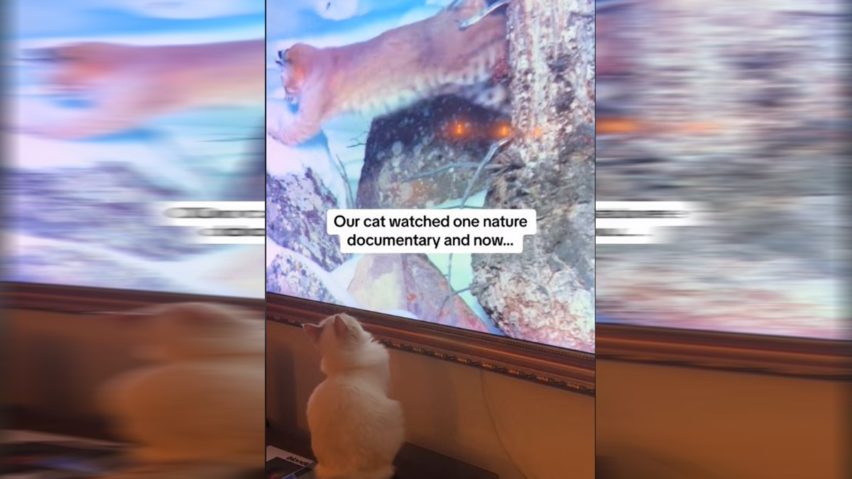 Επικό βίντεο: Γατούλα είδε ντοκιμαντέρ και τώρα νομίζει ότι είναι Λυγξ