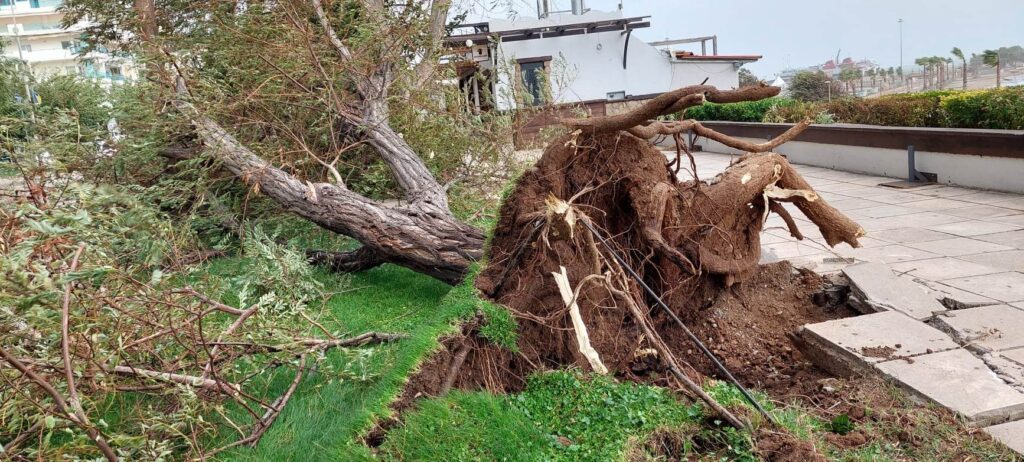 Δέντρα Αλεξανδρούπολη Κακοκαιρία evros news