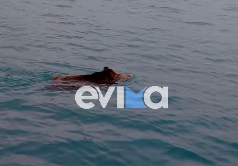 Χαλκίδα: Αγριογούρουνο κάνει μπάνιο στη θάλασσα – Βίντεο