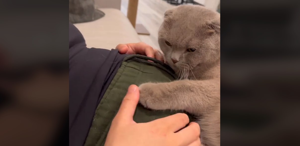 γάτα βίντεο