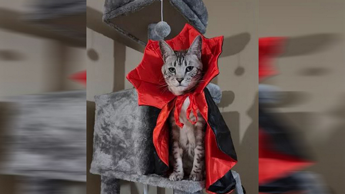 «Προσέξτε, έρχεται ο Κόμης Γάτουλας»: Χαριτωμένη γάτα αρνείται να βγάλει την Halloween στολή της – ΒΙΝΤΕΟ