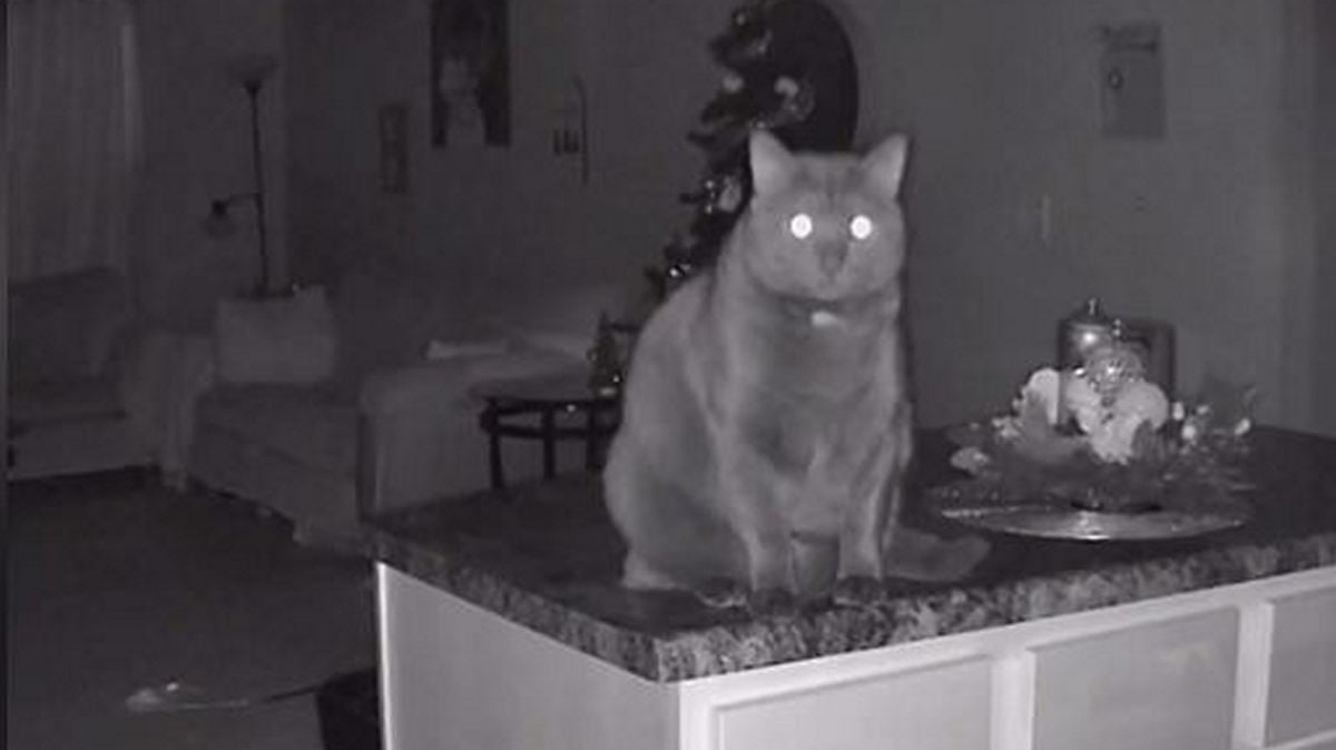 Τρομακτικό βίντεο: Ιδιοκτήτρια έπαθε σοκ όταν είδε τι κάνει η γάτα της όταν εκείνη λείπει