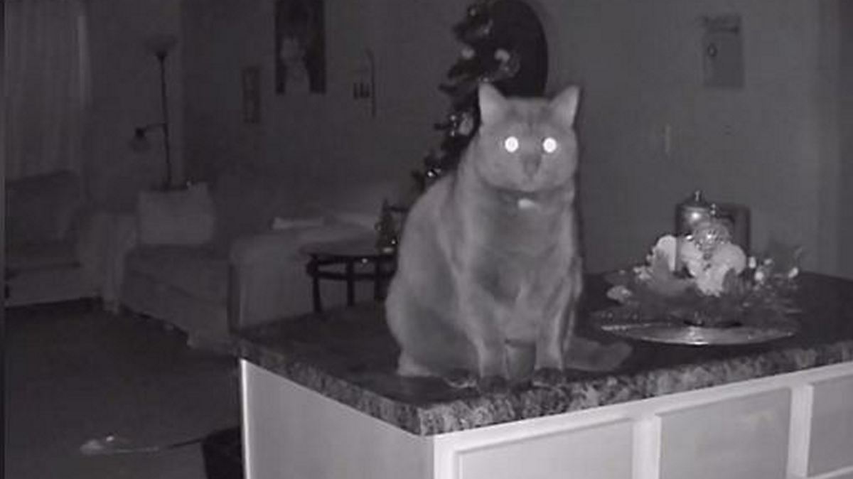 Τρομακτικό βίντεο: Ιδιοκτήτρια έπαθε σοκ όταν είδε τι κάνει η γάτα της όταν εκείνη λείπει