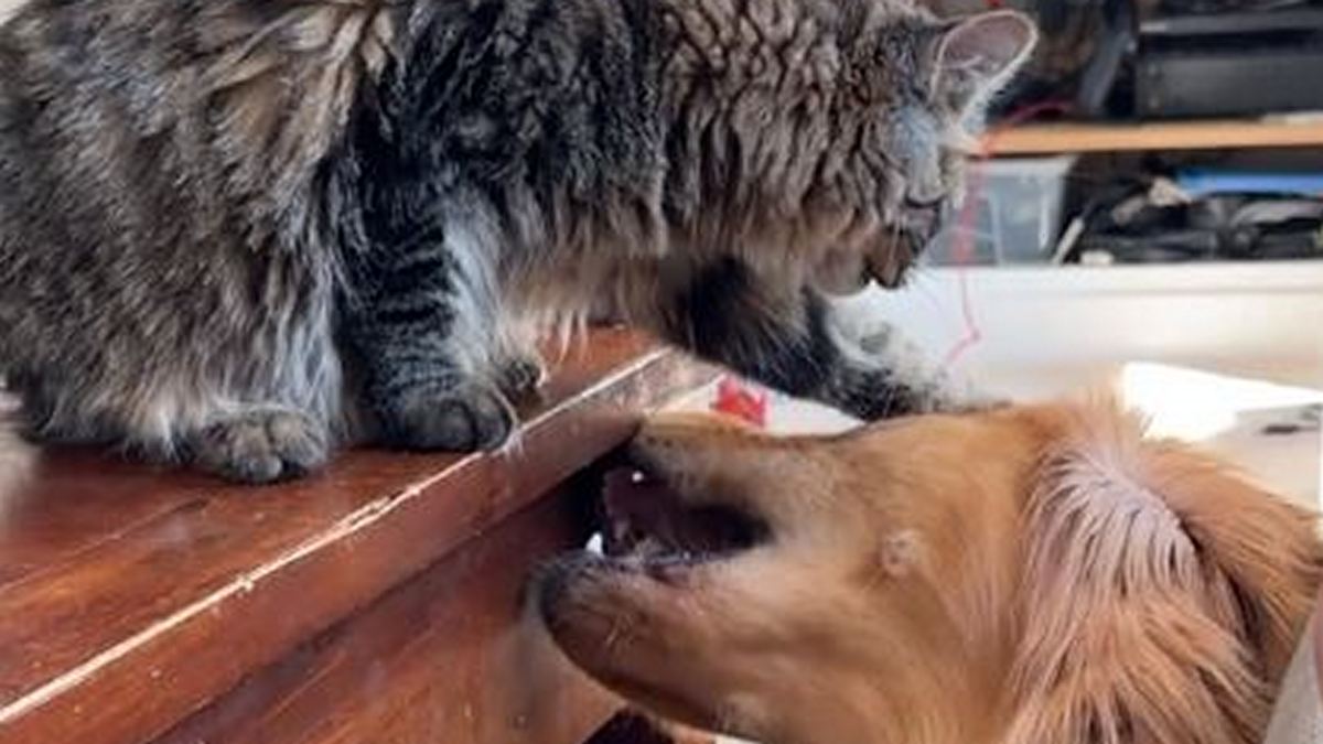 Ξεκαρδιστικό βίντεο: Σκύλος και γάτα έχουν γίνει κολλητοί – Το αξιολάτρευτο παιχνίδι τους