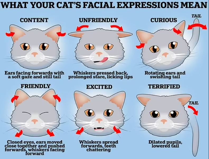 Τι θέλει να πει η γάτα σας; Οι ειδικοί αποκαλύπτουν τι σημαίνουν οι εκφράσεις τους 